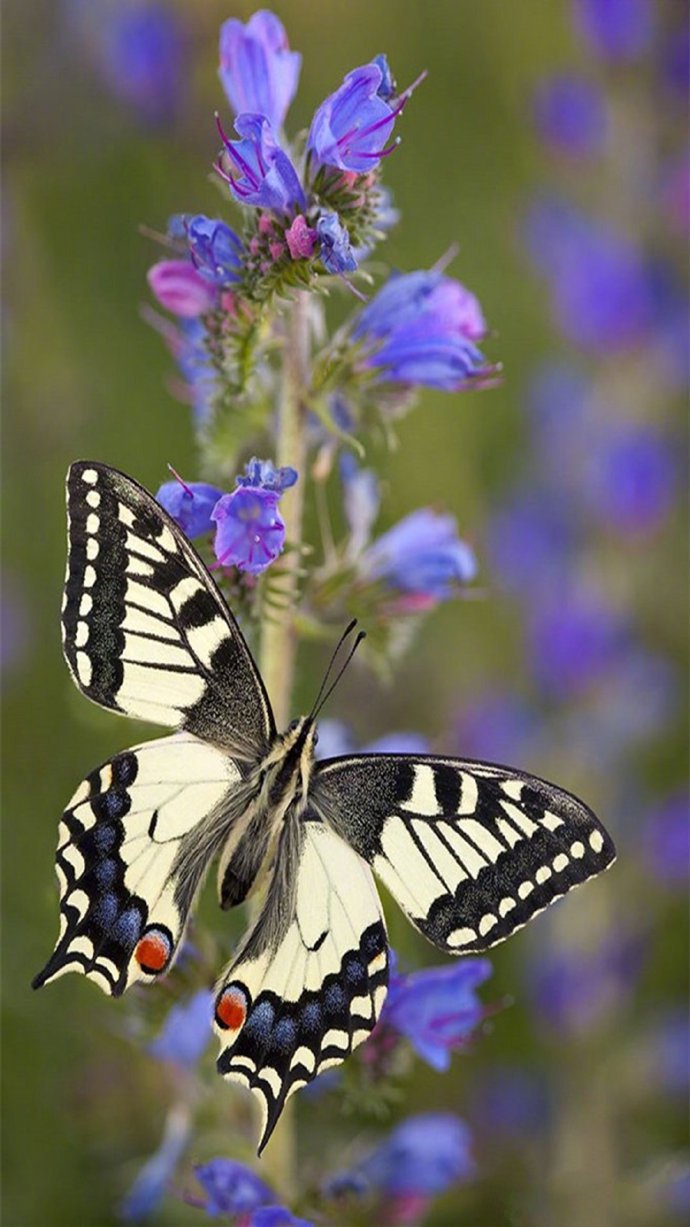 点击大图看下一张：唯美绚丽蝴蝶图片手机壁纸