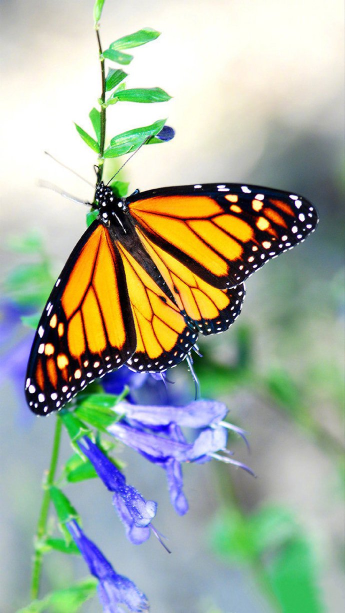 点击大图看下一张：唯美绚丽蝴蝶图片手机壁纸