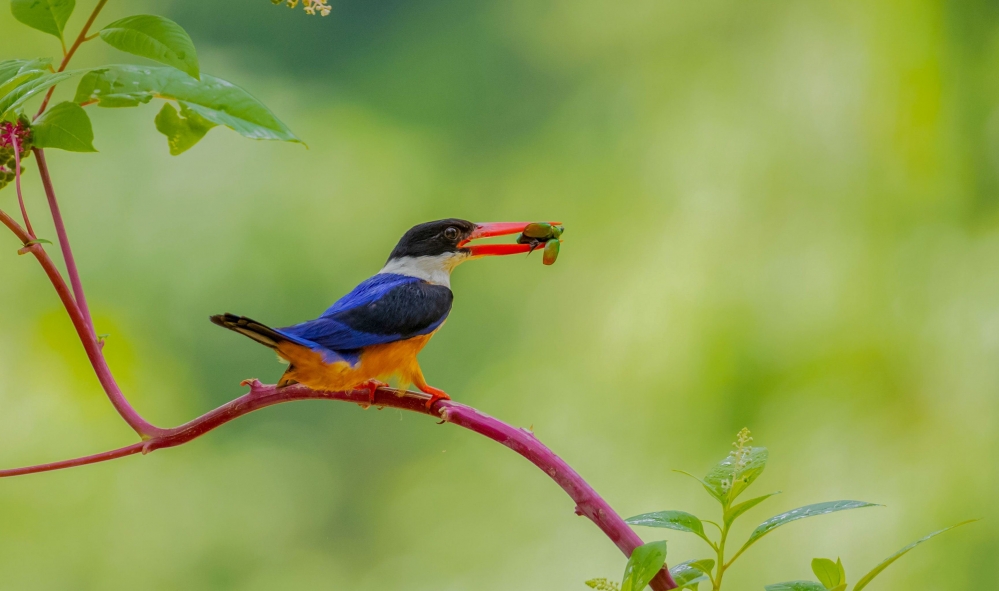 点击大图看下一张：一组可爱的蓝翡翠鸟图片