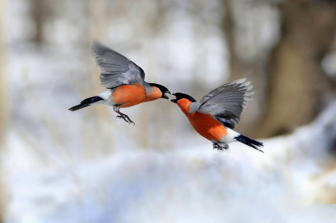 点击大图看下一张：一组雪地里的漂亮鸟儿图片