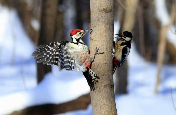 点击大图看下一张：一组雪地里的漂亮鸟儿图片