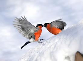 一组雪地里的漂亮鸟儿图片