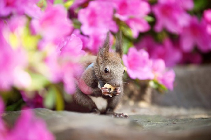 点击大图看下一张：一组可爱的松鼠艺术照图片