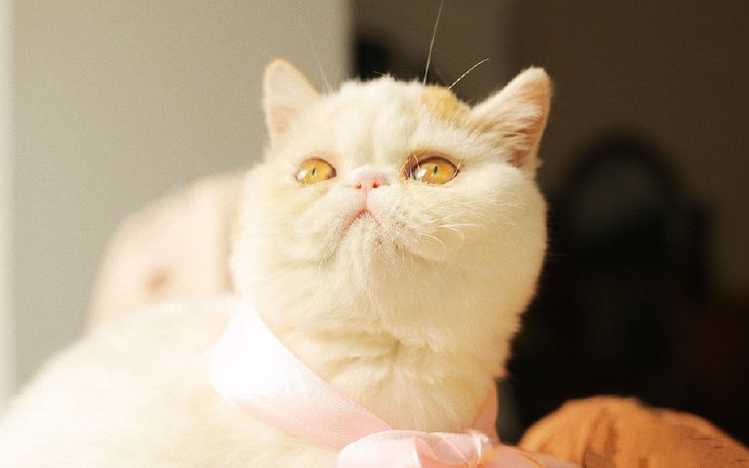 点击大图看下一张：可爱萌宠加菲猫小猫咪摄影图片