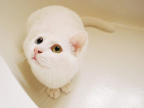 点击大图看下一张：漂亮活泼小白猫图片