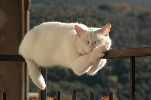 点击大图看下一张：漂亮活泼小白猫图片