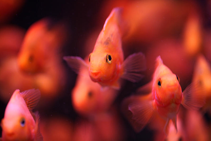 点击大图看下一张：成群结队的海底小鱼图片