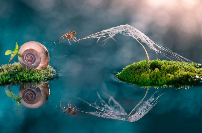点击大图看下一张：一组超级唯美的小昆虫图片