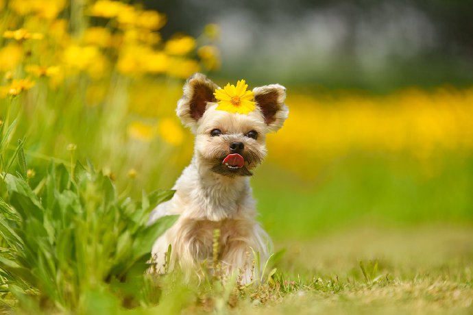 点击大图看下一张：一组超可爱活泼的小狗狗图片