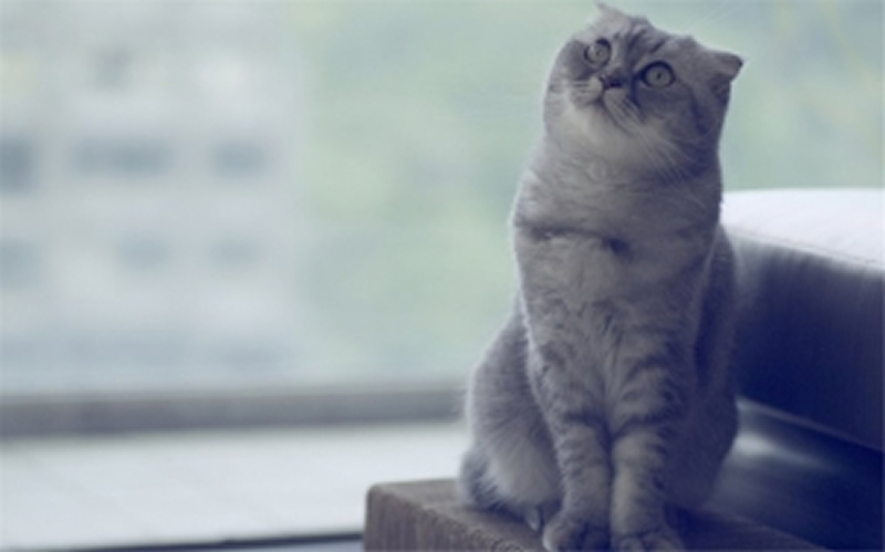 点击大图看下一张：可爱的灰色苏格兰折耳猫图片