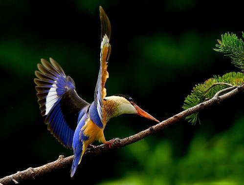 点击大图看下一张：极为美丽的蓝翡翠鸟图片