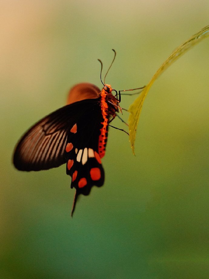 点击大图看下一张：近距离拍摄的唯美蝴蝶图片