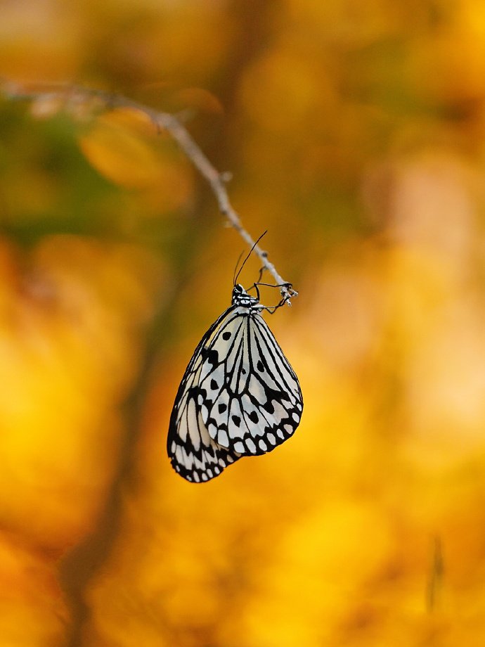 点击大图看下一张：一只超唯美的黑白色蝴蝶图片欣赏