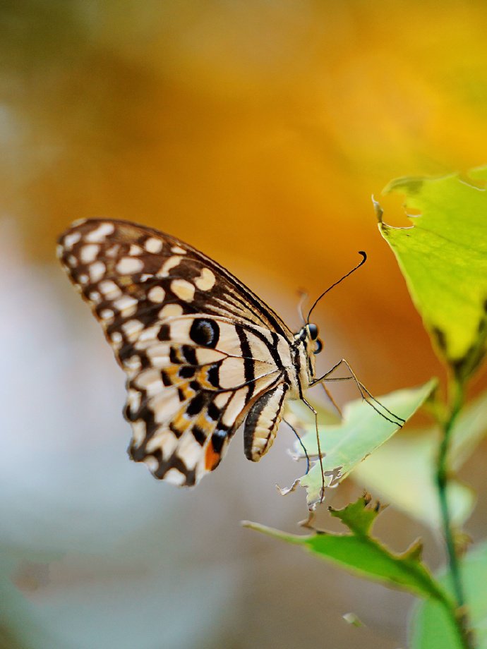 点击大图看下一张：一只超唯美的黑白色蝴蝶图片欣赏