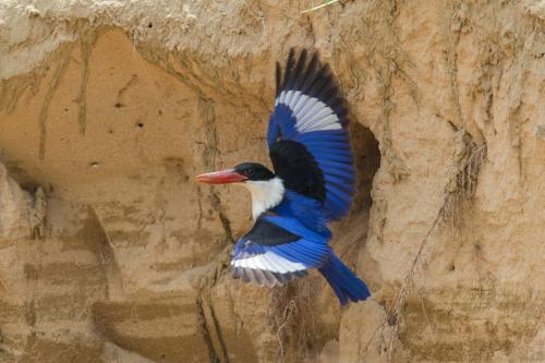点击大图看下一张：温顺漂亮的蓝翡翠鸟图片