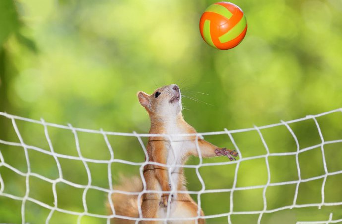 点击大图看下一张：喜爱打球的两只小松鼠