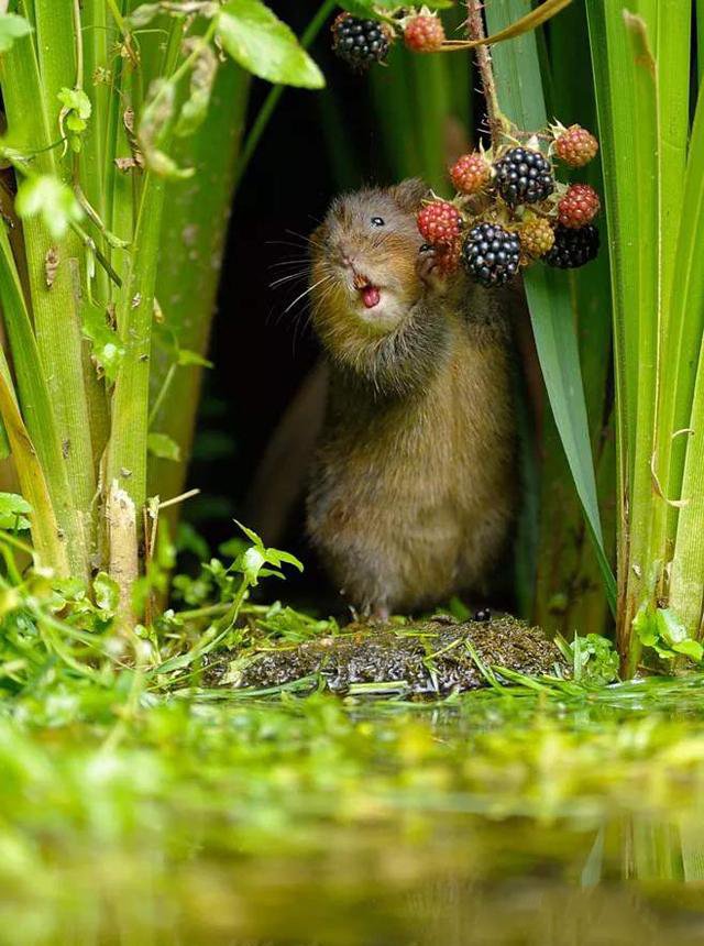 点击大图看下一张：一组吃果果的可爱老鼠图片