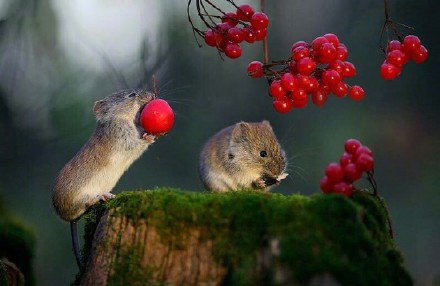 点击大图看下一张：一组吃果果的可爱老鼠图片
