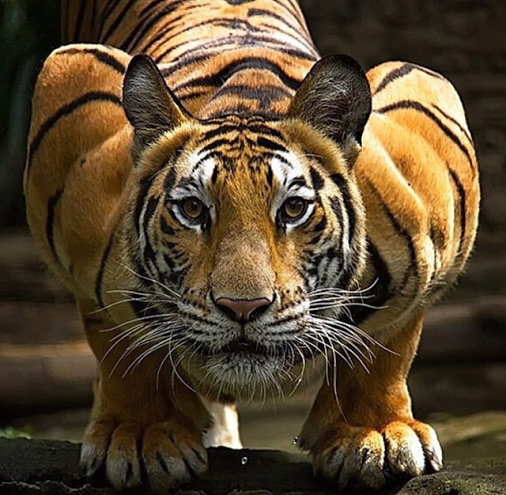 点击大图看下一张：一组强壮的老虎图片欣赏