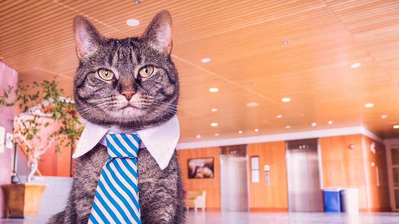 点击大图看下一张：可爱慵懒的猫咪图片