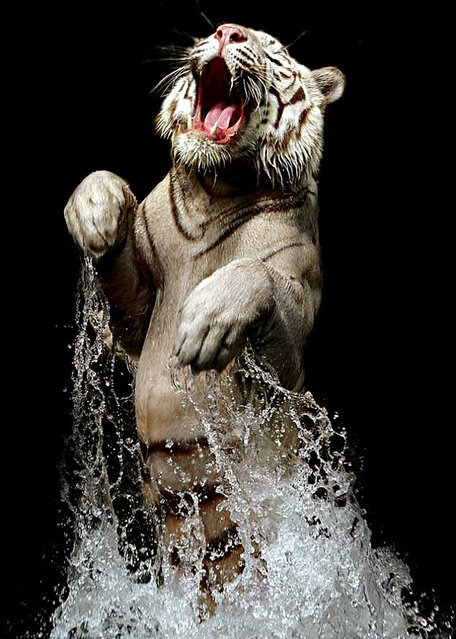 点击大图看下一张：在水里嬉戏的老虎图片欣赏