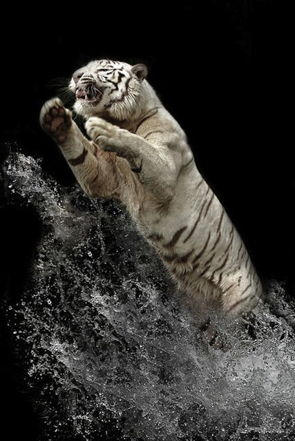 点击大图看下一张：在水里嬉戏的老虎图片欣赏