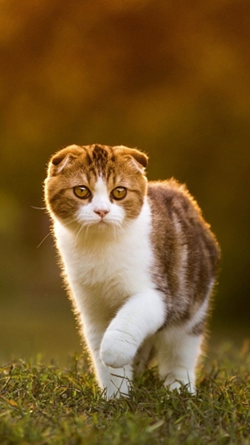 点击大图看下一张：小巧可爱的萌猫图片