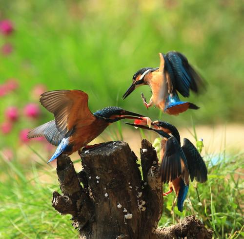 点击大图看下一张：自在生活的蓝翡翠鸟图片