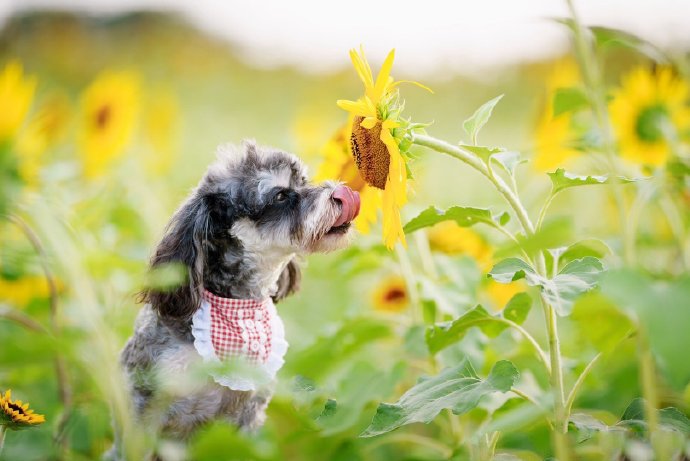 点击大图看下一张：向日葵中可爱的雪纳瑞图片