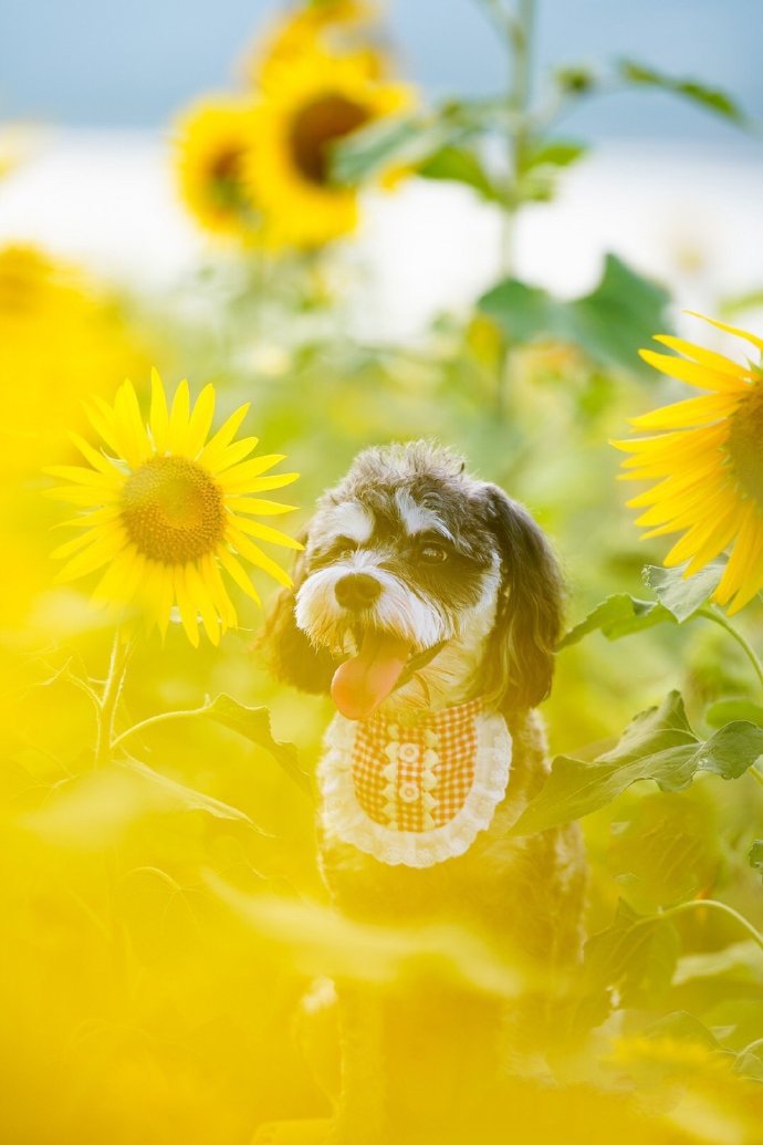 点击大图看下一张：向日葵中可爱的雪纳瑞图片