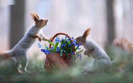 点击大图看下一张：送花篮的小松鼠图片欣赏