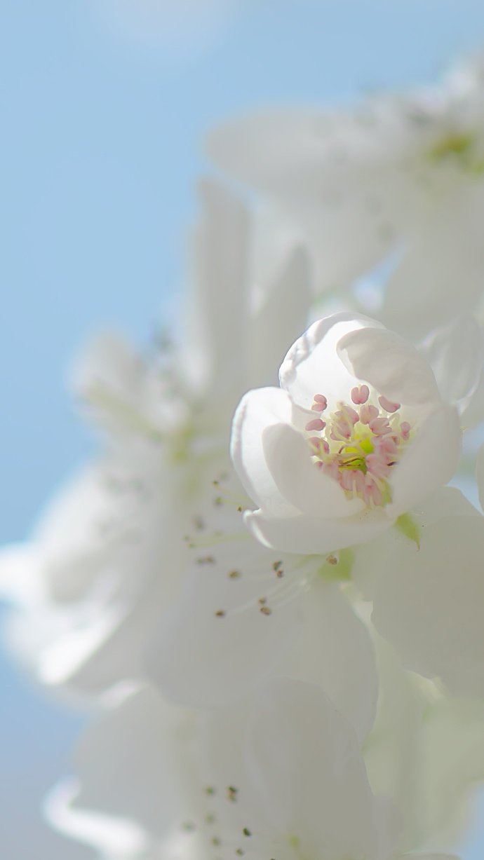 点击大图看下一张：一组超唯美细腻的梨花图片