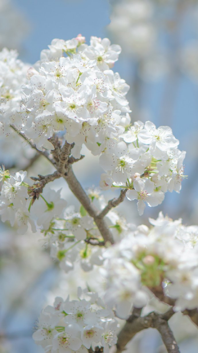 点击大图看下一张:一组超唯美细腻的梨花图片