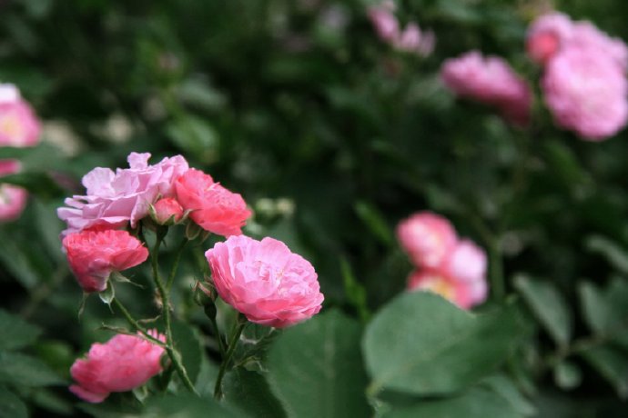 点击大图看下一张：五月的美好  温柔几许的蔷薇