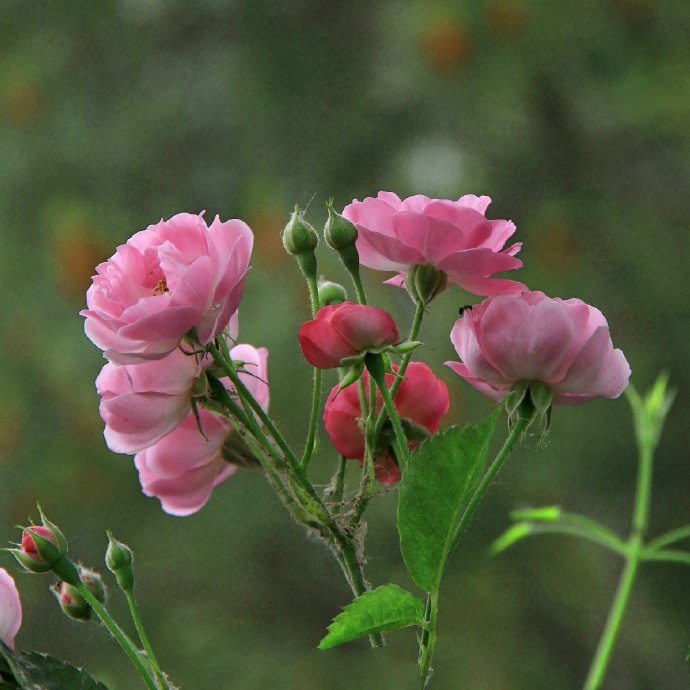 点击大图看下一张：五月的美好  温柔几许的蔷薇
