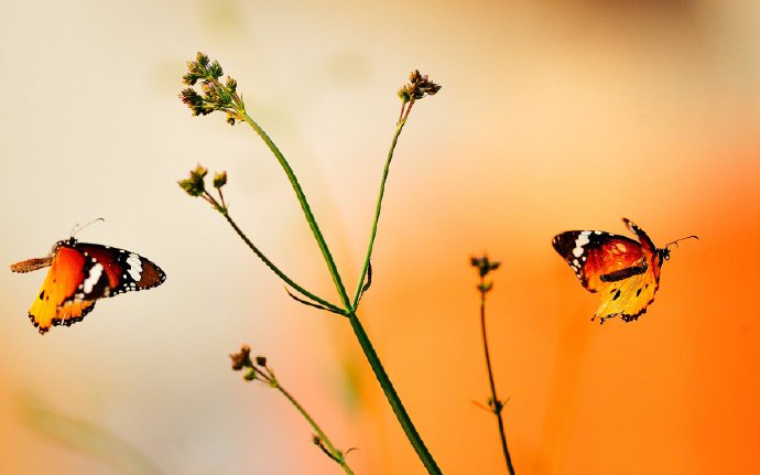 点击大图看下一张：花朵上徘徊的蝴蝶图片欣赏