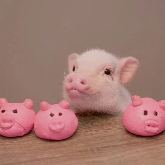 点击大图看下一张：一组蠢萌蠢萌的可爱小猪猪