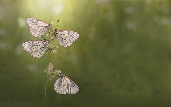 点击大图看下一张：一组唯美好看的白色蝴蝶图片