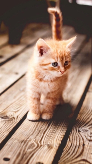 点击大图看下一张：可爱的小猫咪图片欣赏