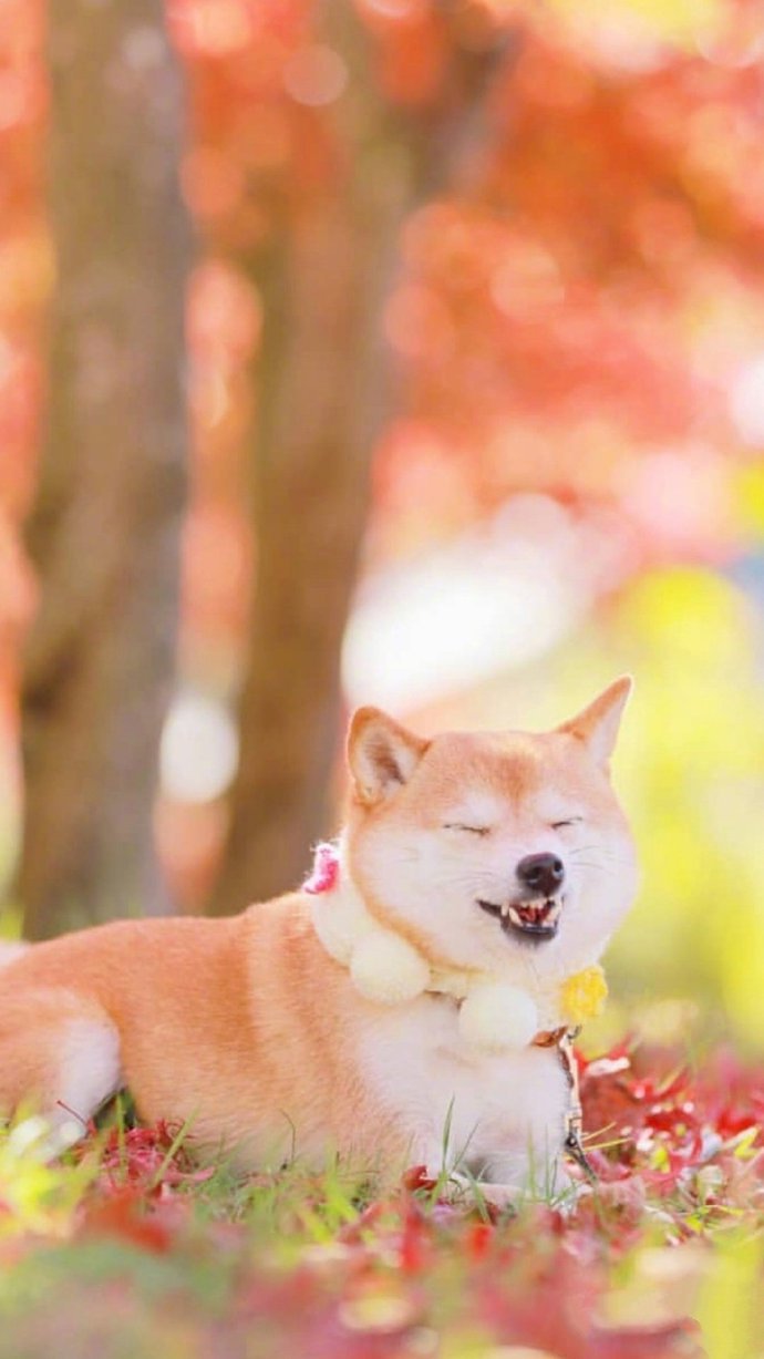点击大图看下一张：萌宠秋田犬可爱动物摄影高清美图