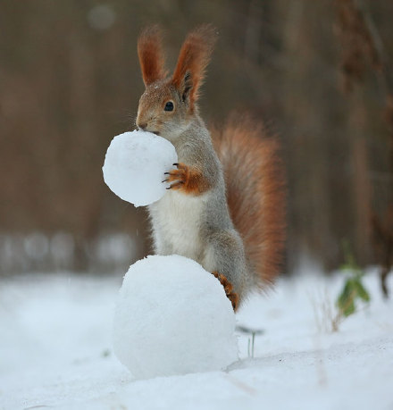 点击大图看下一张：堆雪人的小松鼠图片欣赏