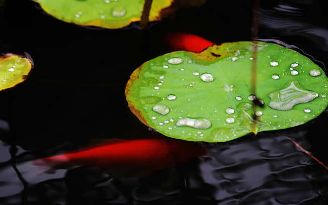 点击大图看下一张：一组锦鲤戏水图片