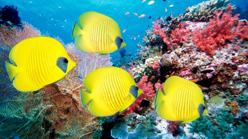 点击大图看下一张：五彩漂亮的海里小鱼图片