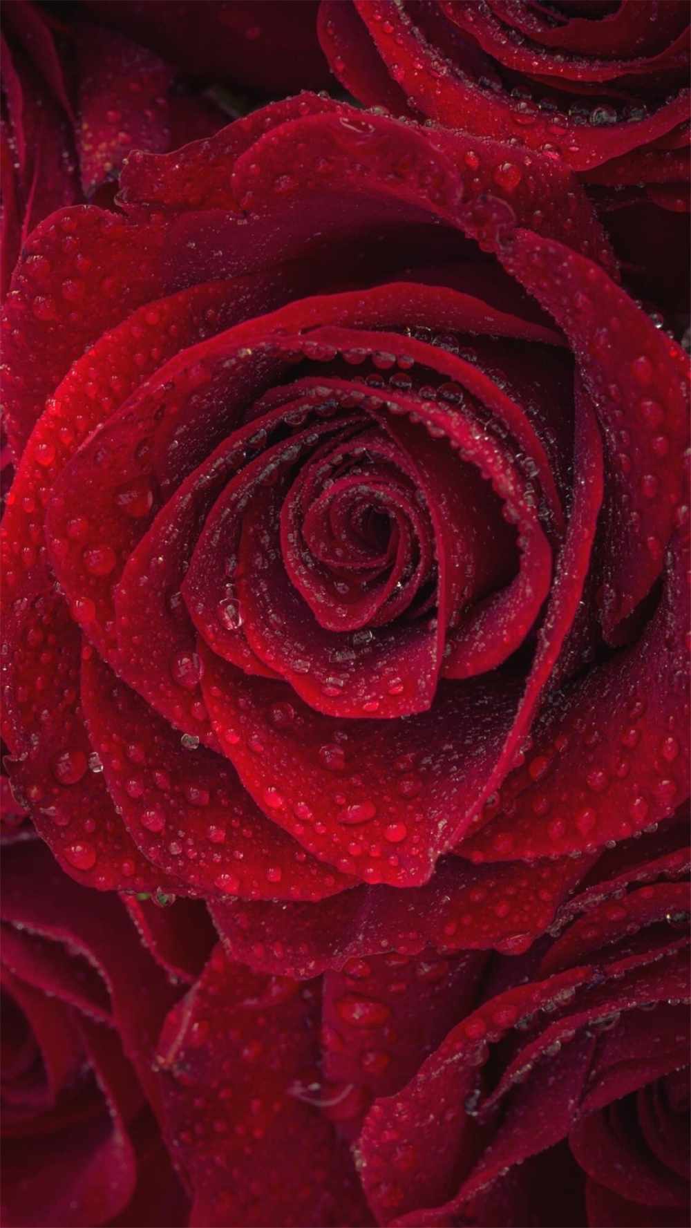 点击大图看下一张：娇艳唯美红色玫瑰手机壁纸
