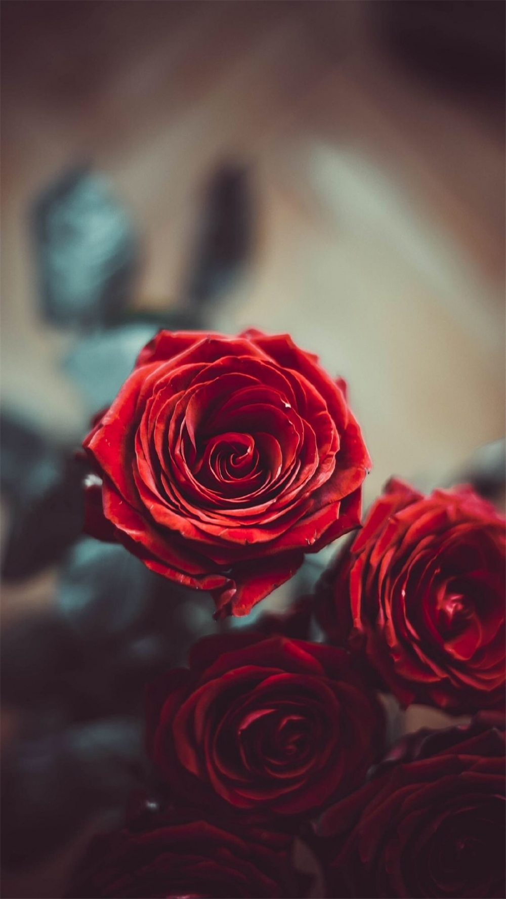 点击大图看下一张：娇艳唯美红色玫瑰手机壁纸