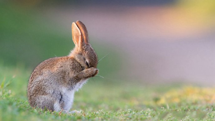 点击大图看下一张：萌系可爱的小兔兔摄影高清美图 ​​​​