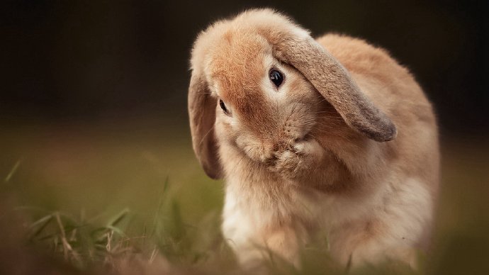 点击大图看下一张：萌系可爱的小兔兔摄影高清美图 ​​​​