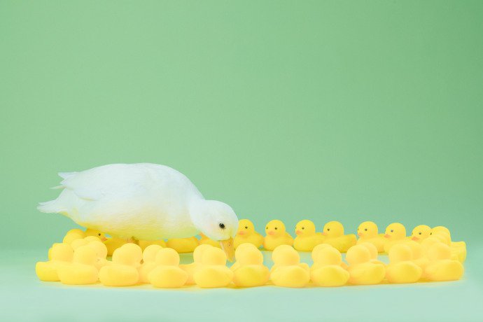 点击大图看下一张：一组超可爱干净的小鸭子写真