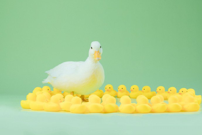 点击大图看下一张：一组超可爱干净的小鸭子写真
