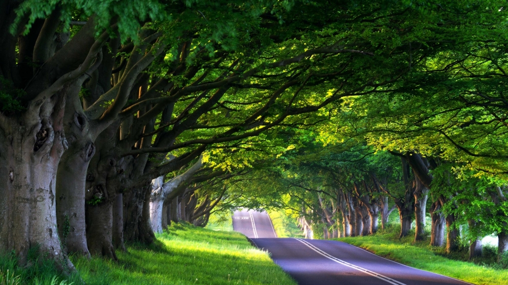点击大图看下一张：早上森林车道光线风景图片